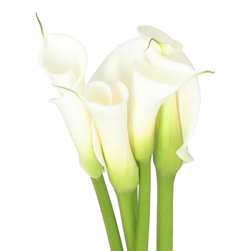 Calla Lily Avalanche