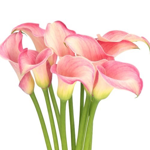 Calla Lily Blushing Lady