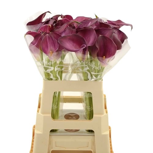 Calla Lily Bordeaux Art