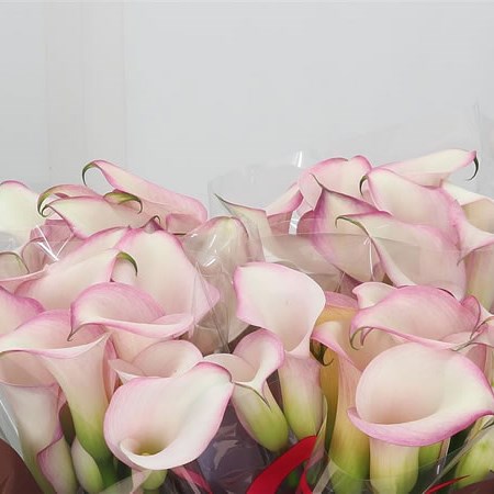 Calla Lily Brasilia