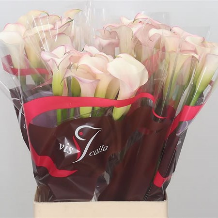 Calla Lily Brasilia