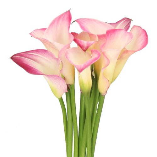 Calla Lily Call Mario
