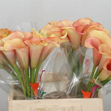 Calla Lily Cameleon