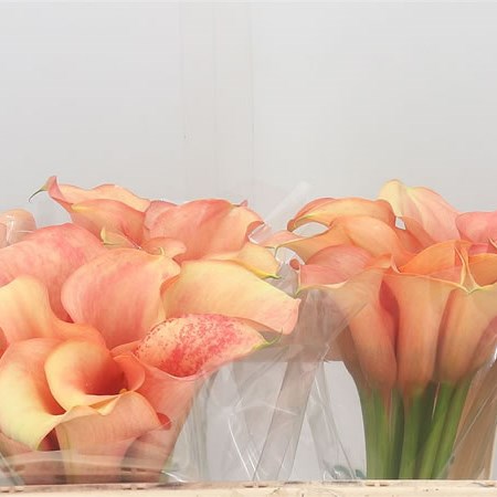 Calla Lily Cameleon