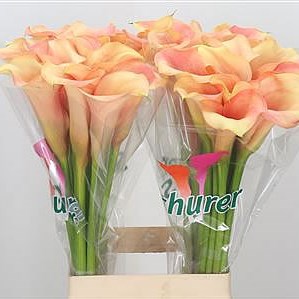 Calla Lily Cameleon