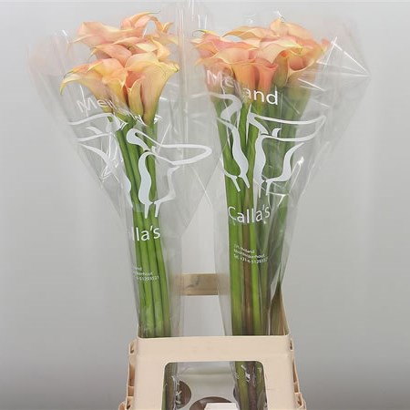 Calla Lily Cameo