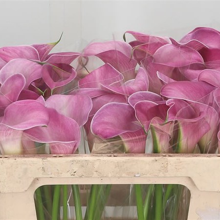 Calla Lily Candy Art