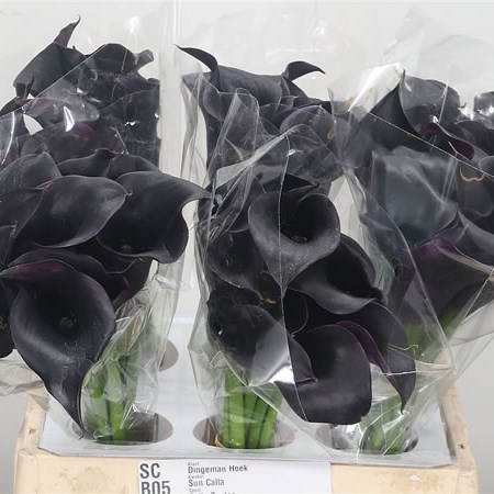 Calla Lily Cantor