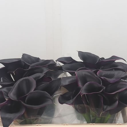 Calla Lily Cantor