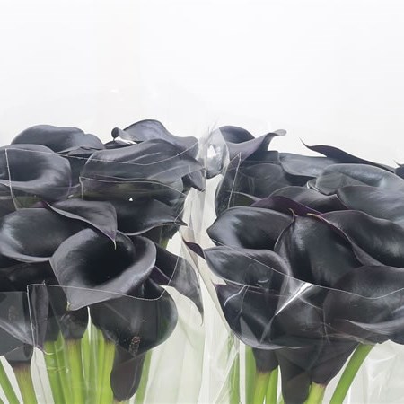 Calla Lily Cantor