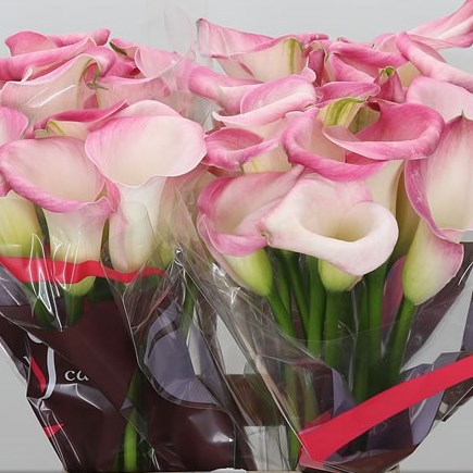 Calla Lily Captain Alma