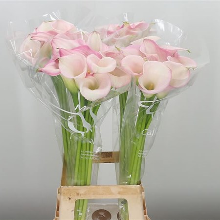 Calla Lily Captain Alma