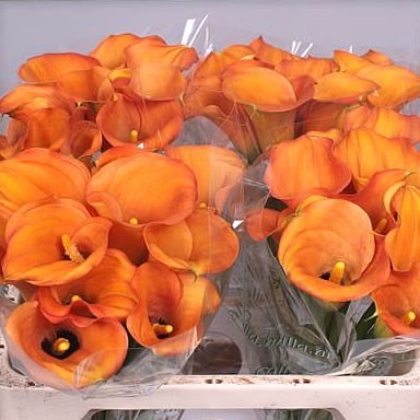 Calla Lily Captain Beatrix