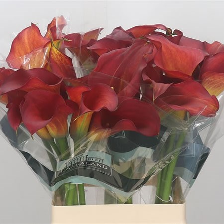 Calla Lily Captain Belicia