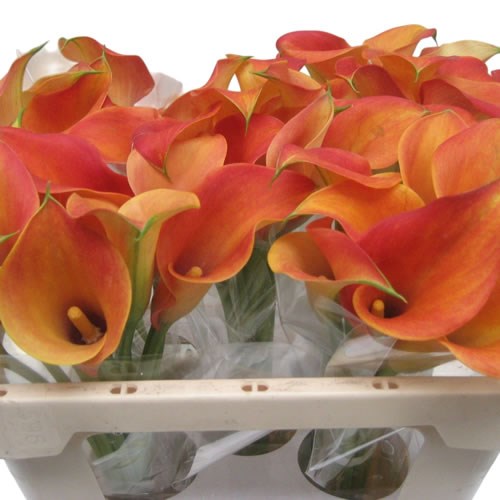Calla Lily Captain Brunello