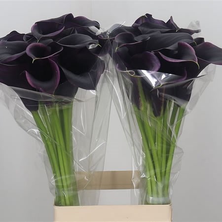 Calla Lily Captain Carrera