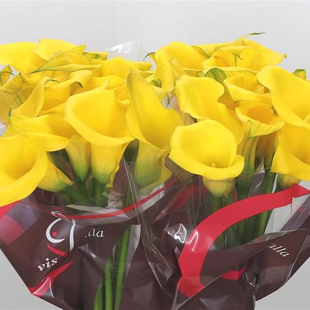 Calla Lily Captain Ceres