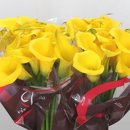 Calla Lily Captain Ceres