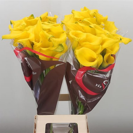 Calla Lily Captain Ceres