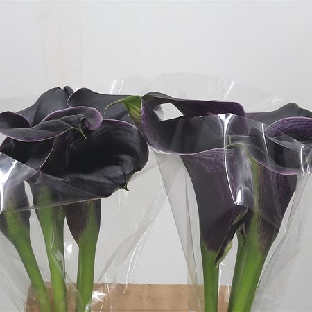 Calla Lily Captain Graceland XL