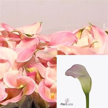 Calla Lily captain marrero