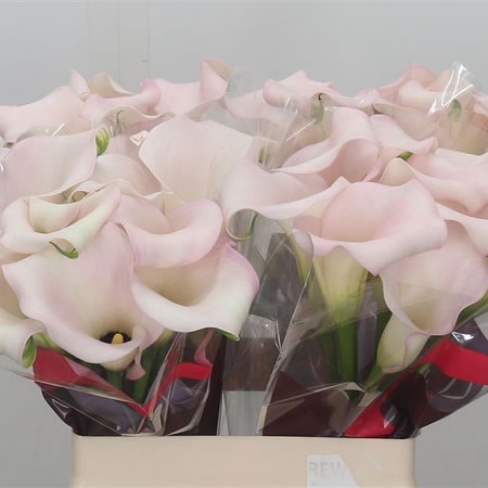 Calla Lily Captain Melrose 60cm | Wholesale Dutch Flowers