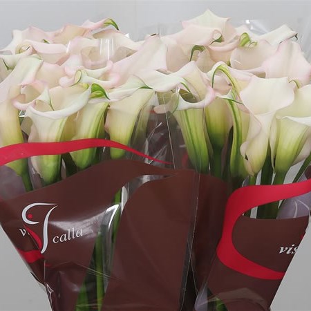 Calla Lily Captain Melrose