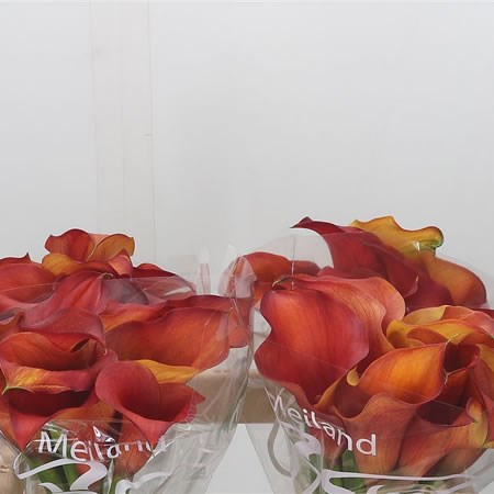 Calla Lily Captain Odeon
