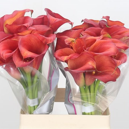 Calla Lily Captain Odeon