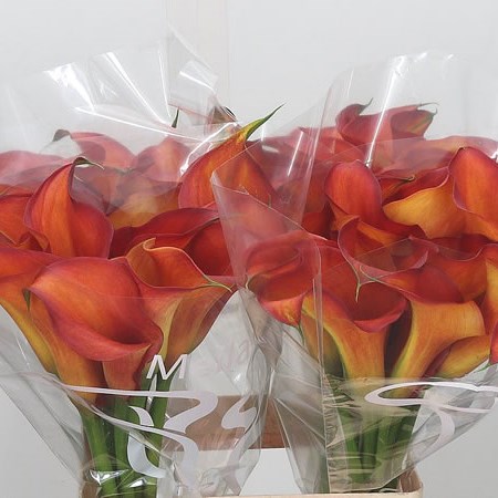 Calla Lily Captain Odeon