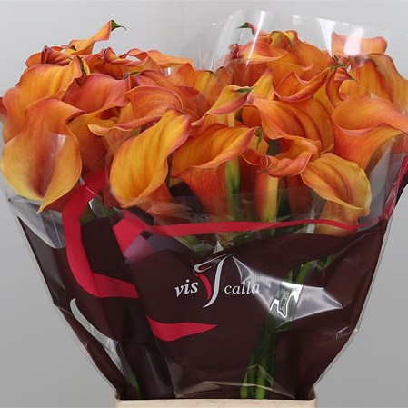 Calla Lily Captain Odeon