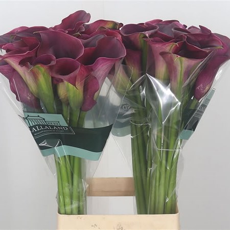 Calla Lily Captain Promise