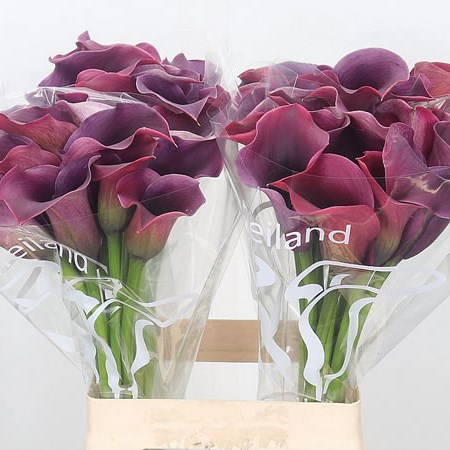 Calla Lily Captain Promise Ex