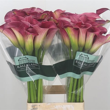 Calla Lily Captain Romance