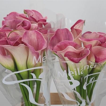 Calla Lily Captain Romance