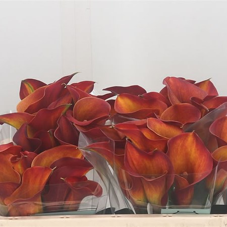 Calla Lily Captain Safari