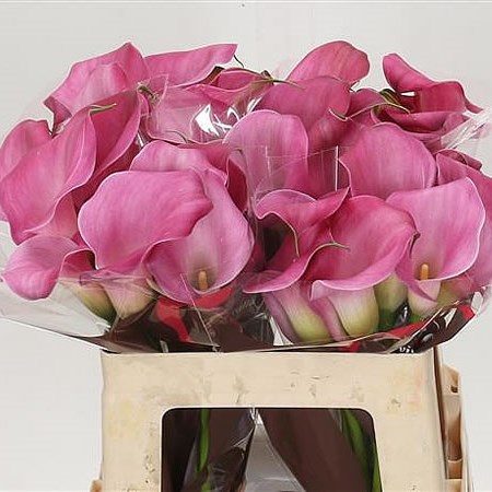 Calla Lily Captain Samba