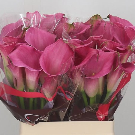 Calla Lily Captain Samba