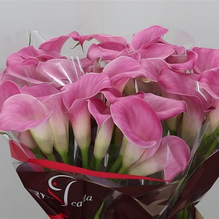 Calla Lily Captain Samba