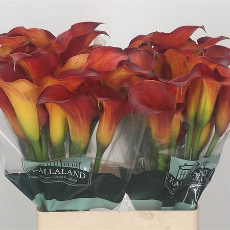 Calla Lily Captain Trinity