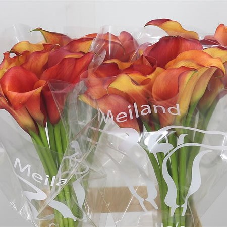 Calla Lily Captain Trinity