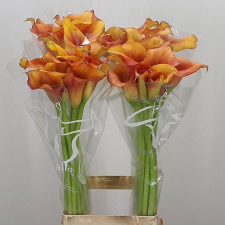 Calla Lily Captain Trinity