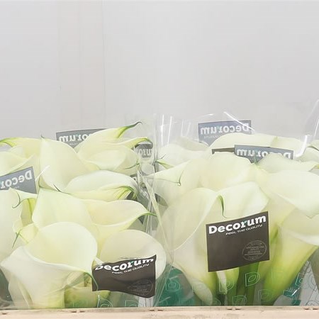 Calla Lily Captain Ventura