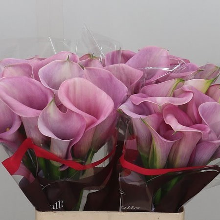 Calla Lily Captain Violetta