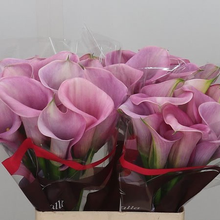 Calla Lily Captain Violetta