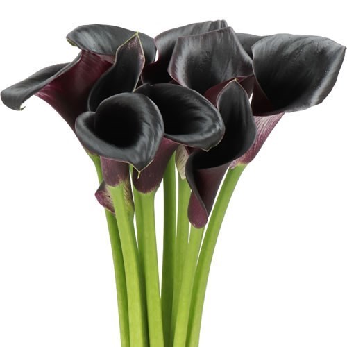 Calla Lily Ceara