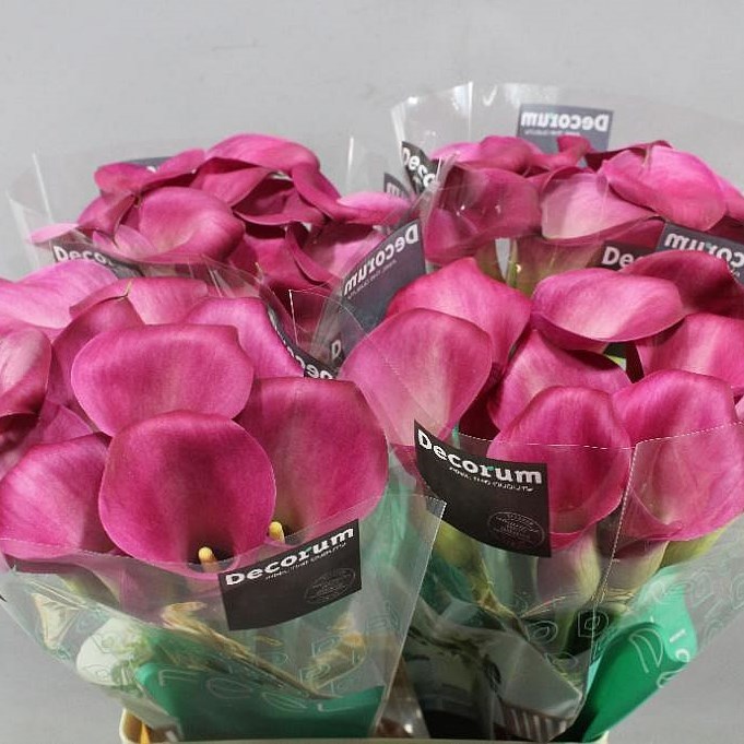 Calla Lily Cherry Kiss