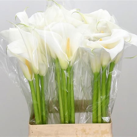 Calla Lily Childsiana