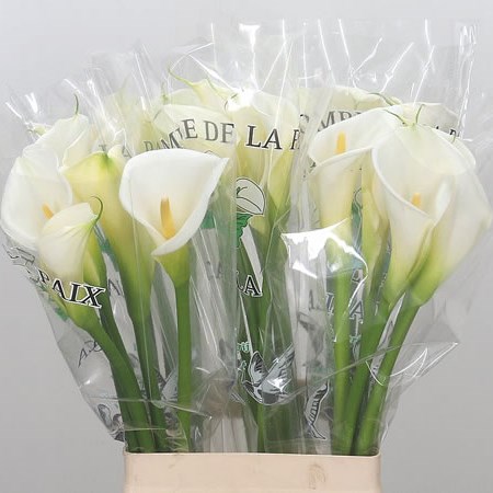 Calla Lily Colombe De La Paix