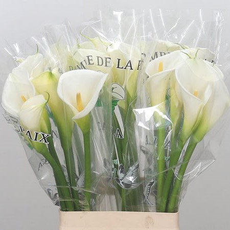 Calla Lily Colombe De La Paix